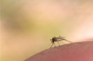 7 Valuable Tips to Ward Off Insect Bites